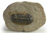 Reedops Trilobite - Atchana, Morocco #310639-3